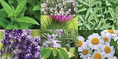 Gnarly Oil Aromatic Plants